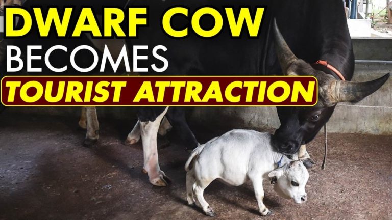 (VIDEO) Vaca pitică Rani, faimoasă în Bangladesh