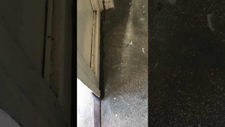 (VIDEO) Șarpe de un metru, în scara unui bloc din Târgu Jiu