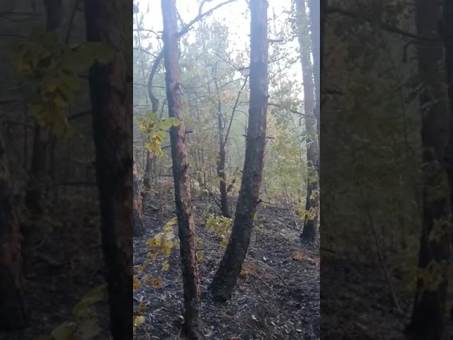 (VIDEO) Incendiul de la Porțile de Fier, aproape lichidat. Pompierii rămân în alertă