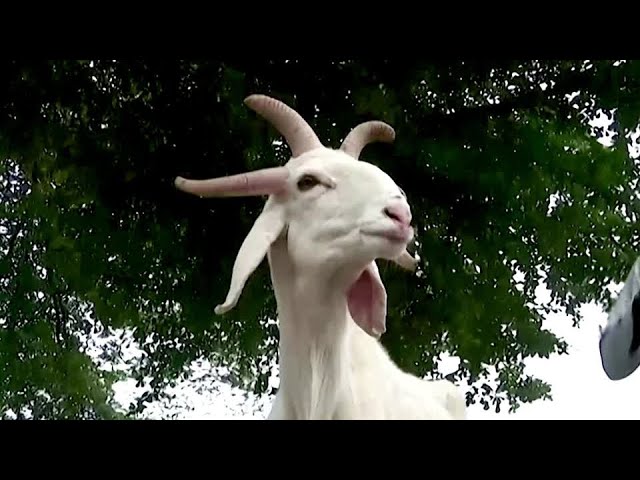 Un berbec cu cinci coarne, pus la vânzare în Nigeria