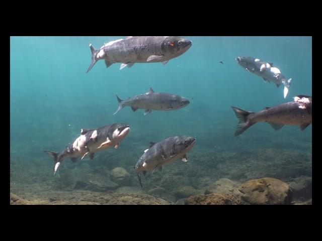 (VIDEO) Somoni răniţi din cauza temperaturii apei în care înoată