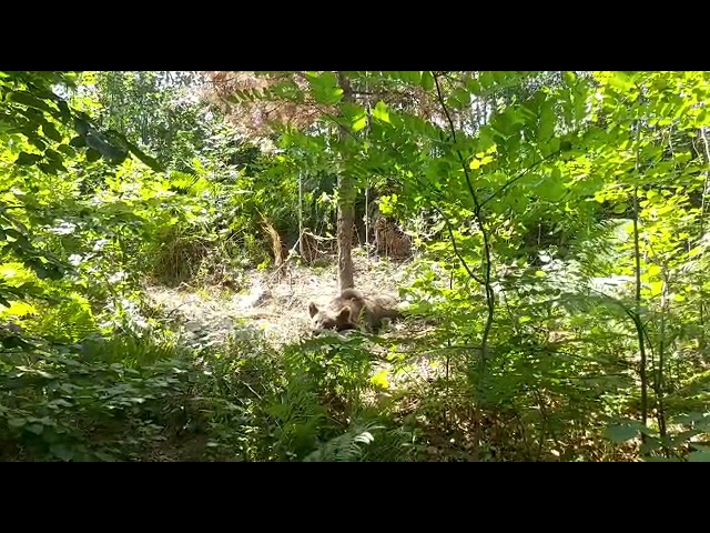 (VIDEO)Gorj: Urs salvat de braconieri în apropiere de Turcinești