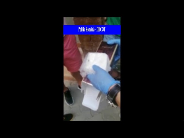 (VIDEO) Dolj: Doi slătineni, arestați pentru trafic de droguri