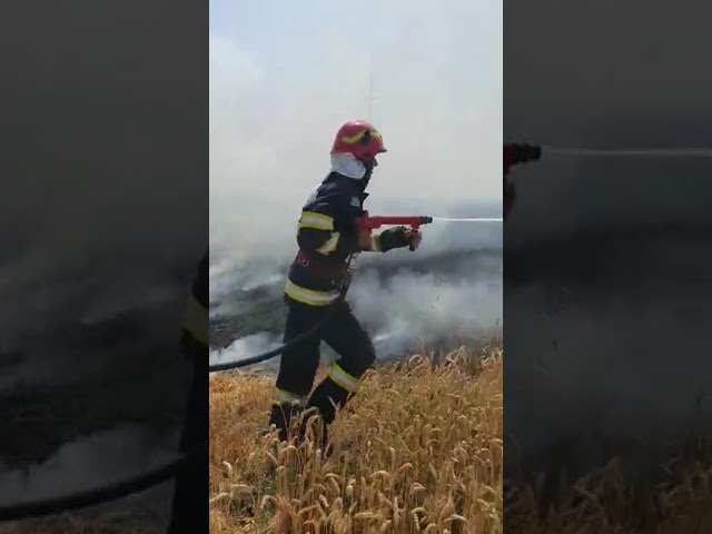 Dolj: Incendii de vegetație uscată și cultură de grâu
