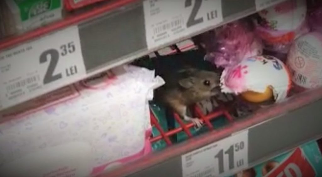 VIDEO: Șoarece filmat când mânca un ou de ciocolată într-un hypermarket din Cluj