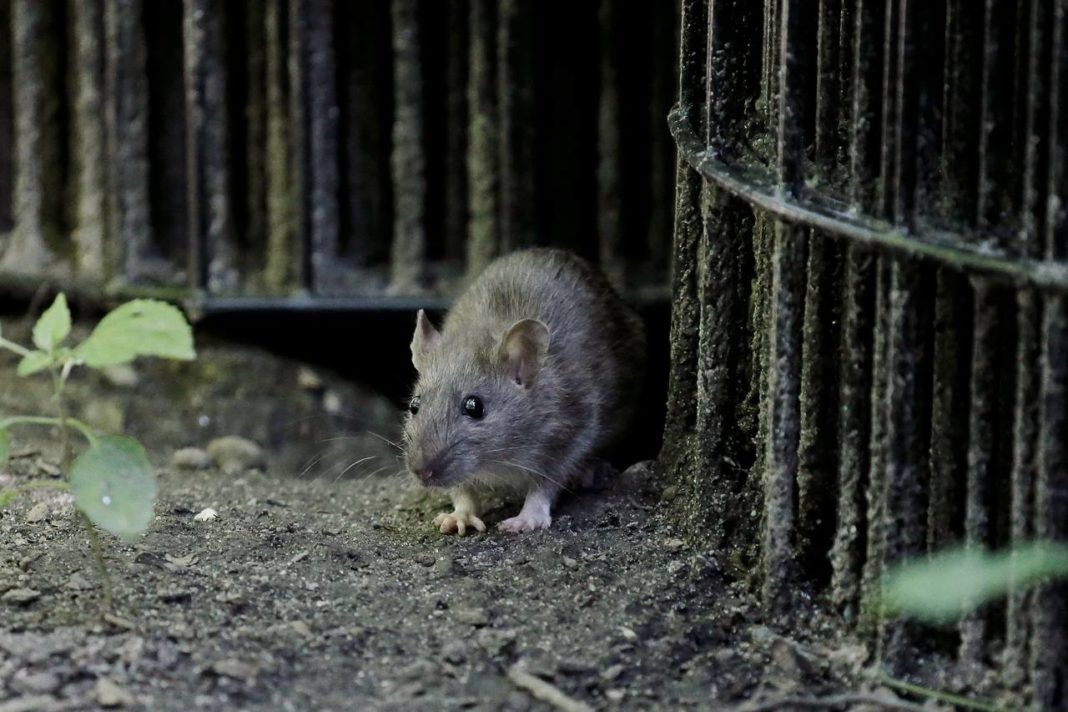 Tânăr din București, muscat de un șobolan pe stradă