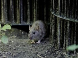 Tânăr din București, muscat de un șobolan pe stradă