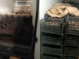 Trufe negre în valoare de 600.000 de lei, confiscate de poliţie