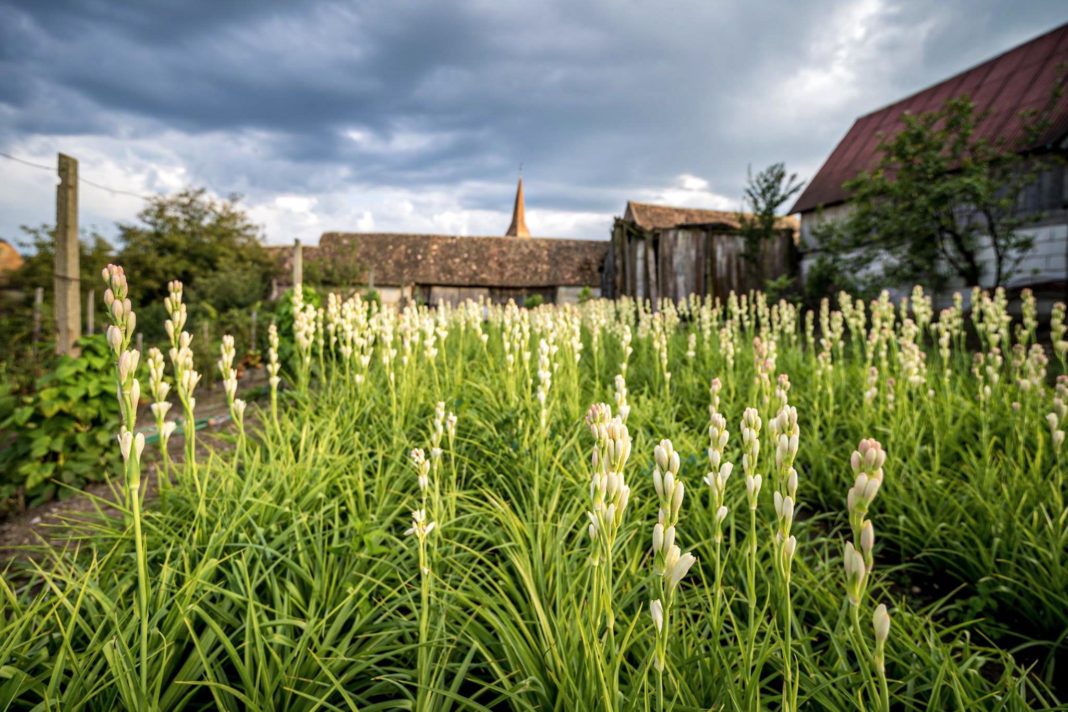 Tuberoza de Hoghilag, prima floare din România protejată la nivel european
