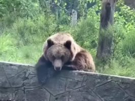 Turistă amendată pentru că a hrănit un urs pe Transfăgărăşan