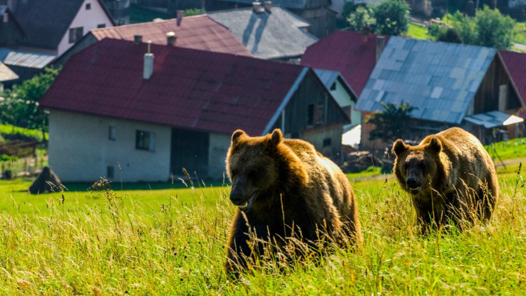 Jandarmii din Harghita au fost solicitaţi de 12 ori, în weekend, pentru îndepărtarea unor urşi