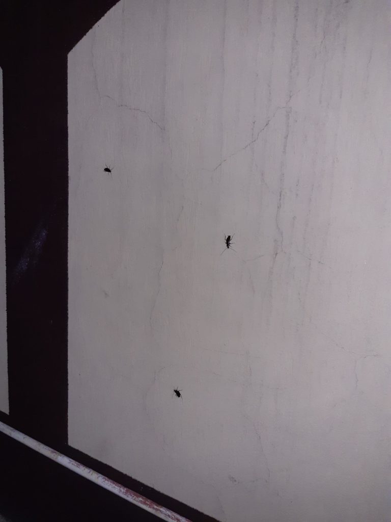 (Galerie foto) Craiova, invadată de gândaci