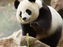 O femelă de urs panda a adus pe lume gemeni la o grădină zoologică din Franţa