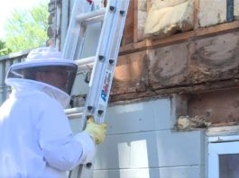 O familie de americani și-a demontat casa pentru a scoate din pereți un roi de albine