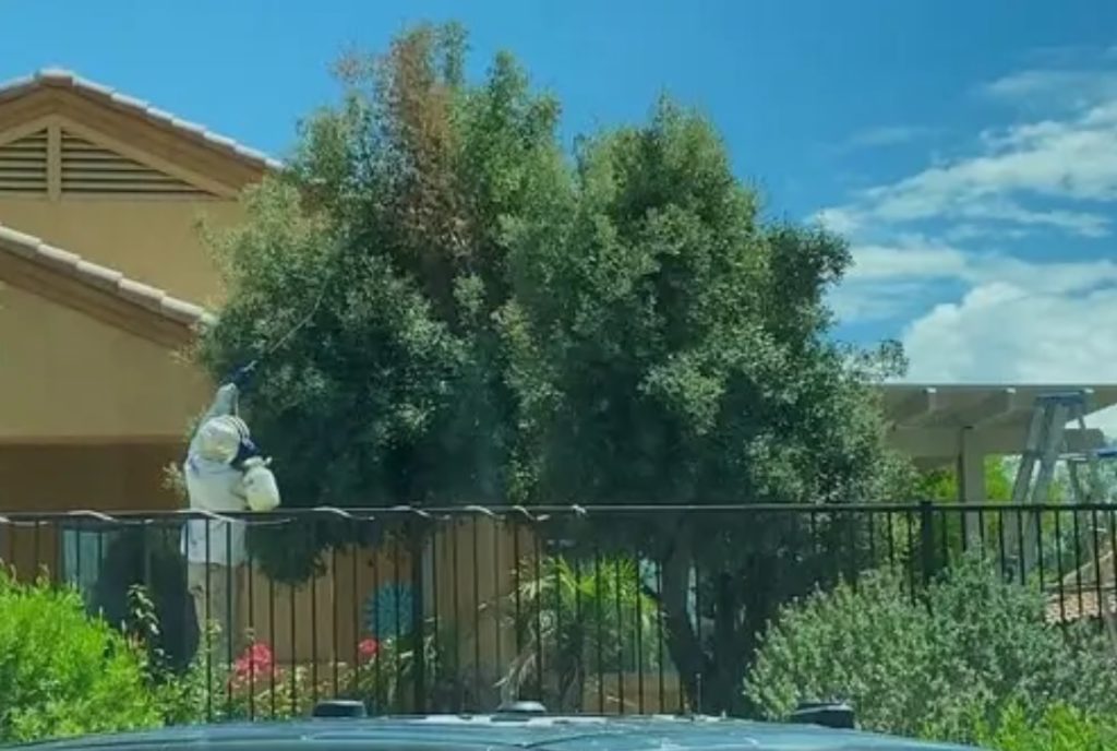 Un bărbat a fost ucis de un roi uriaş de albine. Mai multe persoane, rănite