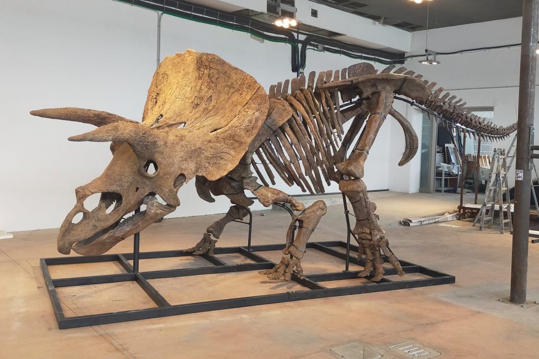 Cel mai mare Triceratops, expus la Paris înainte de a fi scos la licitaţie