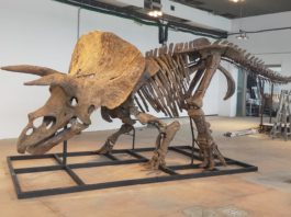 Cel mai mare Triceratops, expus la Paris înainte de a fi scos la licitaţie