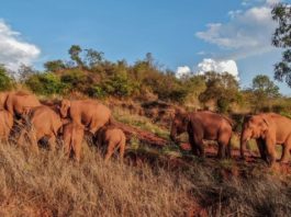 Elefanţii călători din China se întorc acasă