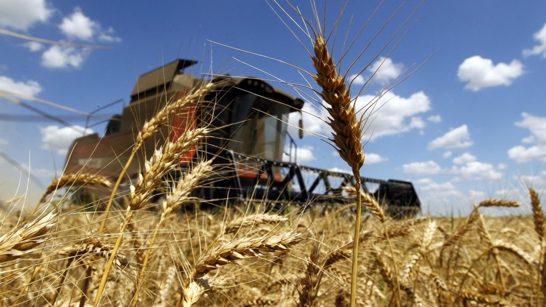 Producţia de grâu din acest an, cea mai mare de la intrarea României în UE