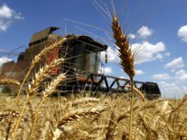 Producţia de grâu din acest an, cea mai mare de la intrarea României în UE