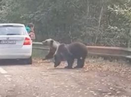 (VIDEO) Un urs a atacat o femeie care ieșise pe geamul mașinii, pe Transfăgărășan