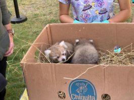 Premieră în România: La Grădina Zoologică din Brașov s-au născut doi pui de panda roșu