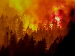 Incendiu de vegetație, scăpat de sub control în nordul statului California