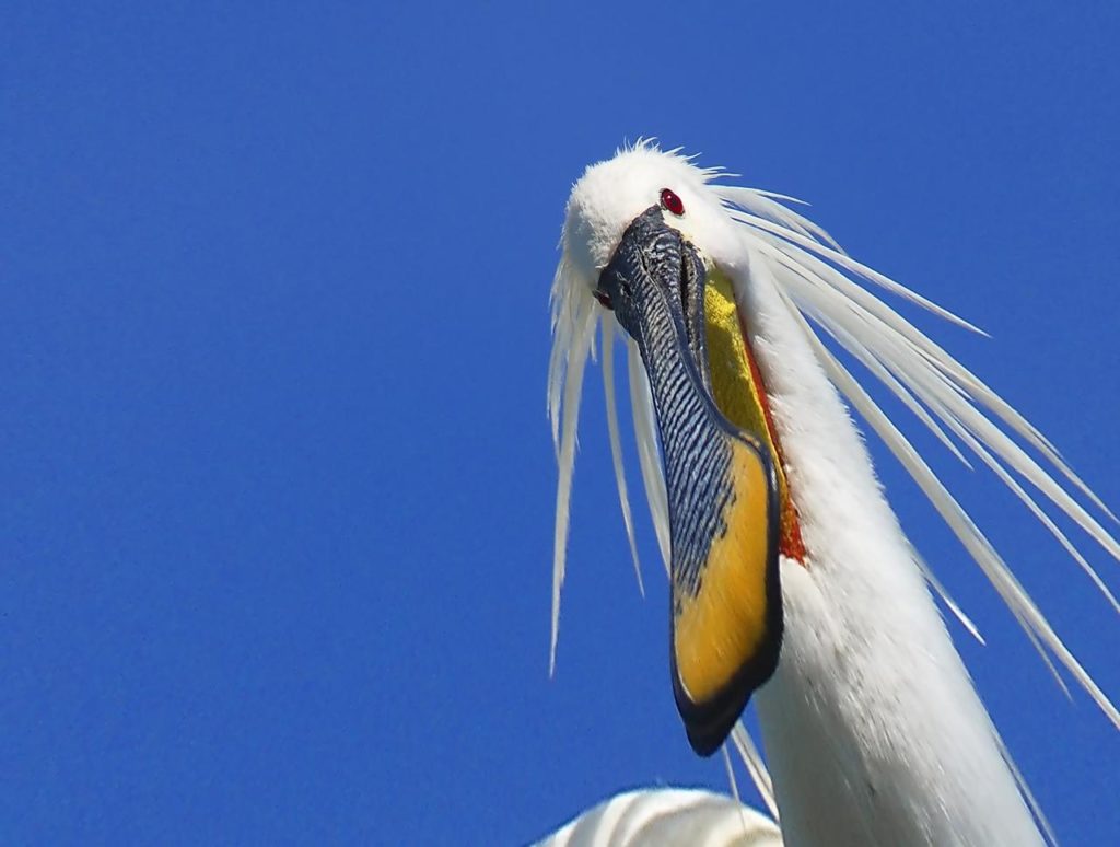 Oaspetele exotic din Delta Dunării