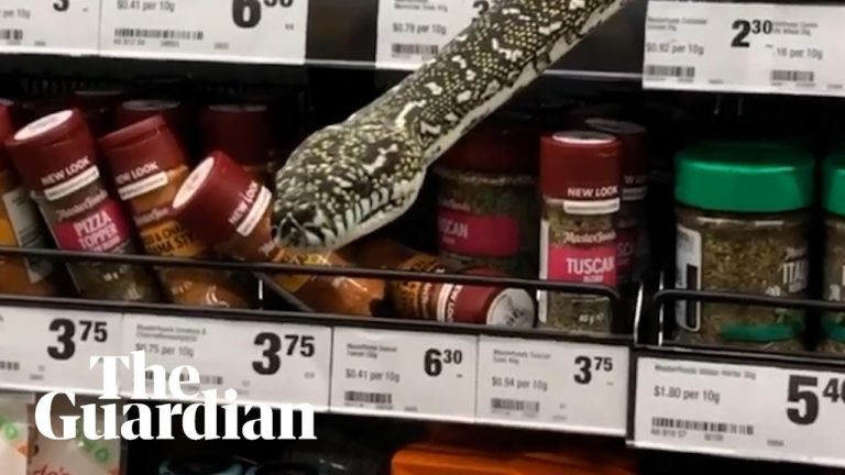 Un șarpe de 3 metri s-a ascuns pe raftul unui supermarket din Australia