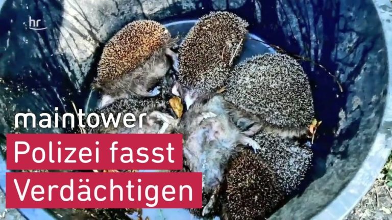 (VIDEO) Infractor în serie. Un german a ucis arici, iepuri și pisici