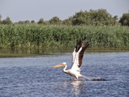 Societatea Ornitologică lansează o campanie de reducere a cantităţii de plastic din Delta Dunării