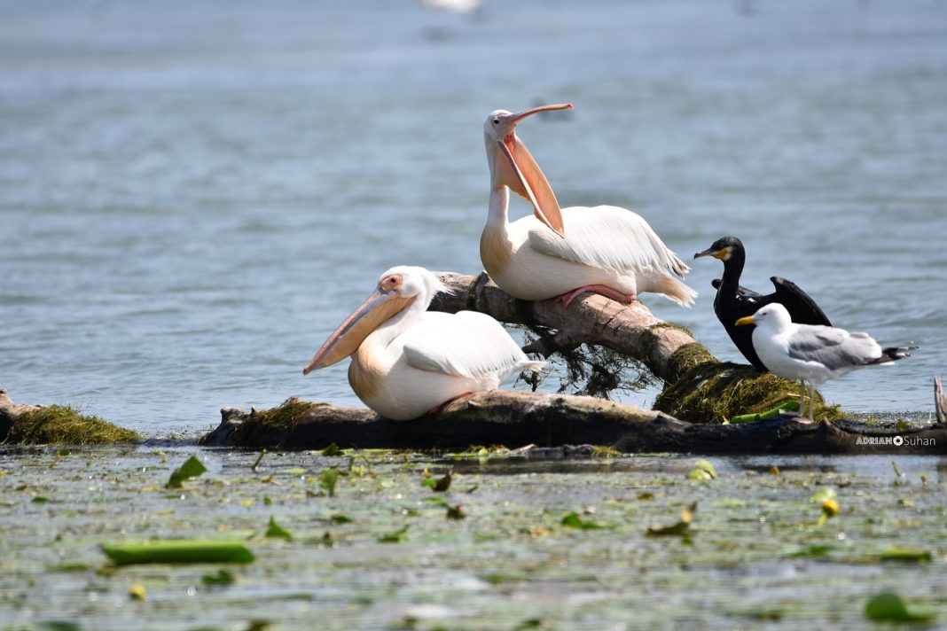 Proiectul „PETlican”, tururi ornitologice gratuite în schimbul pet-urilor din Deltă