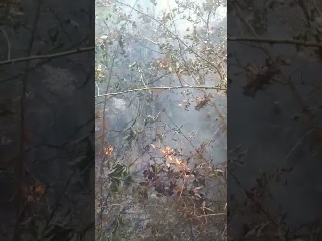 (VIDEO)Vâlcea: Incendiu de pădure şi vegetaţie uscată în Bălceşti