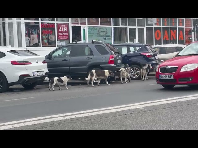 (VIDEO) Haită de câini, filmată în centrul municipiului Târgu Jiu