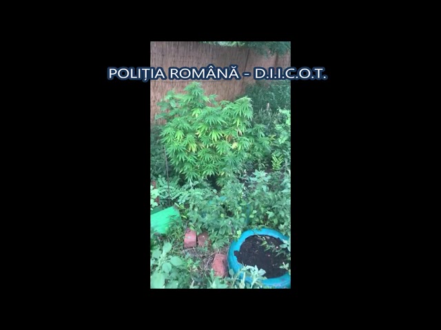 (VIDEO) Cercetați pentru trafic de droguri de risc