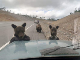 Urșii din Siberia au invadat șoselele în urma incendiilor