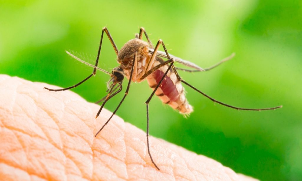 Trei cazuri de infecţie cu virusul West Nile în România