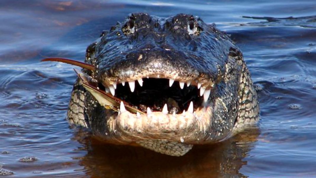 Un bărbat a fost mâncat de un aligator în fața casei, pe strada inundată de uraganul Ida