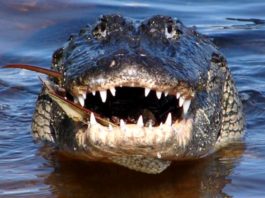 Un bărbat a fost mâncat de un aligator în fața casei, pe strada inundată de uraganul Ida