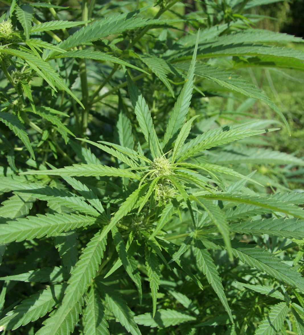 În Italia se dorește legalizarea canabisului