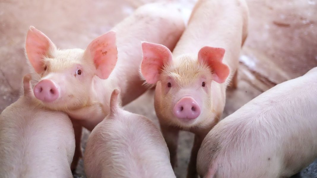 Olt: Peste 37.000 de porci de la o fermă, eliminaţi din cauza pestei porcine