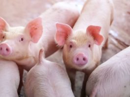 Olt: Peste 37.000 de porci de la o fermă, eliminaţi din cauza pestei porcine