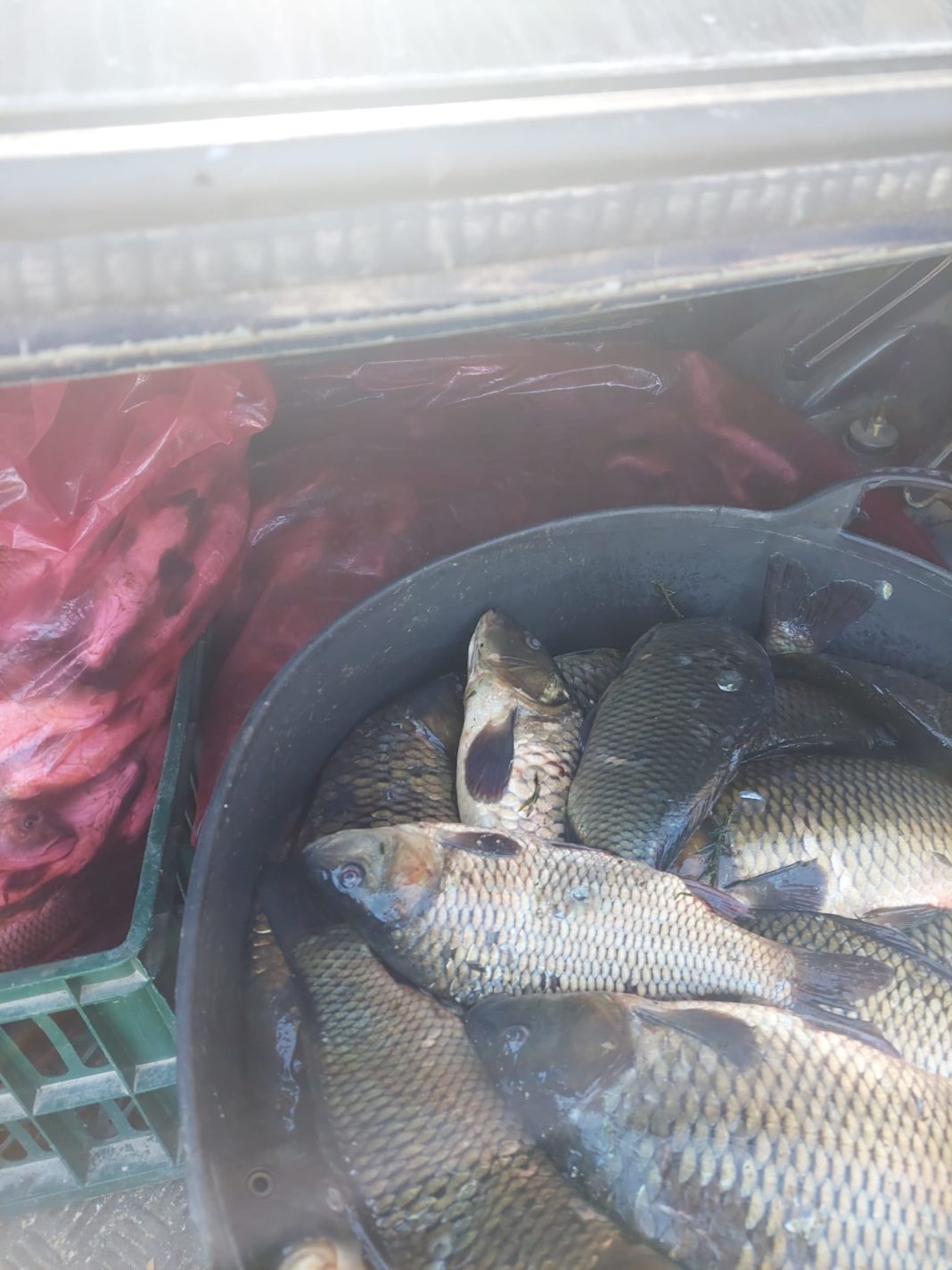 Polițiștii au acționat pentru depistarea persoanelor care practică braconajul piscicol, în comunele Orlești, Ionești și Drăgoești