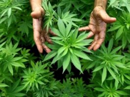 Italia: Parlamentul urmează să decidă legalizarea creșterii plantelor de canabis