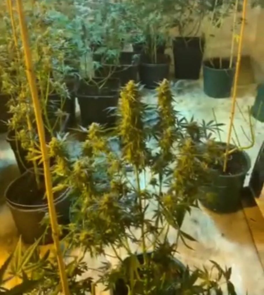 Condamnaţi după ce au cultivat canabis într-un apartament din Craiova