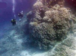 Colonie de corali cu vârsta de 600 de ani descoperită în Marea Roşie
