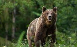 Bărbat atacat de urs în Harghita