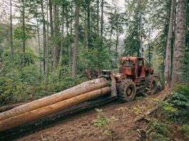 Procurorii, obligaţii să reia ancheta ce vizează firma unui cetăţean german care ar exploata ilegal păduri virgine în Munţii Făgăraş