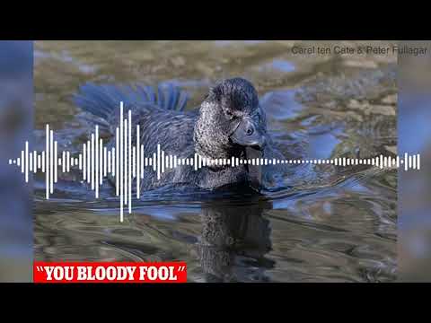 (VIDEO) O rață a fost înregistrată înjurând „Prostu’ naibii”