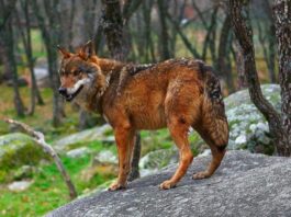 Spania a interzis vânătoarea de lupi